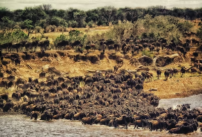 Migration